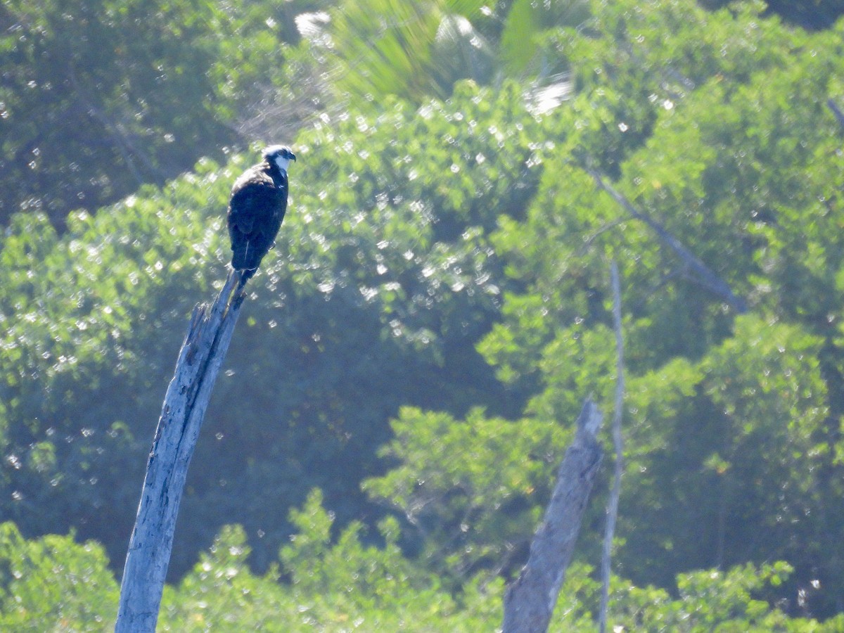 שלך - ML646601520