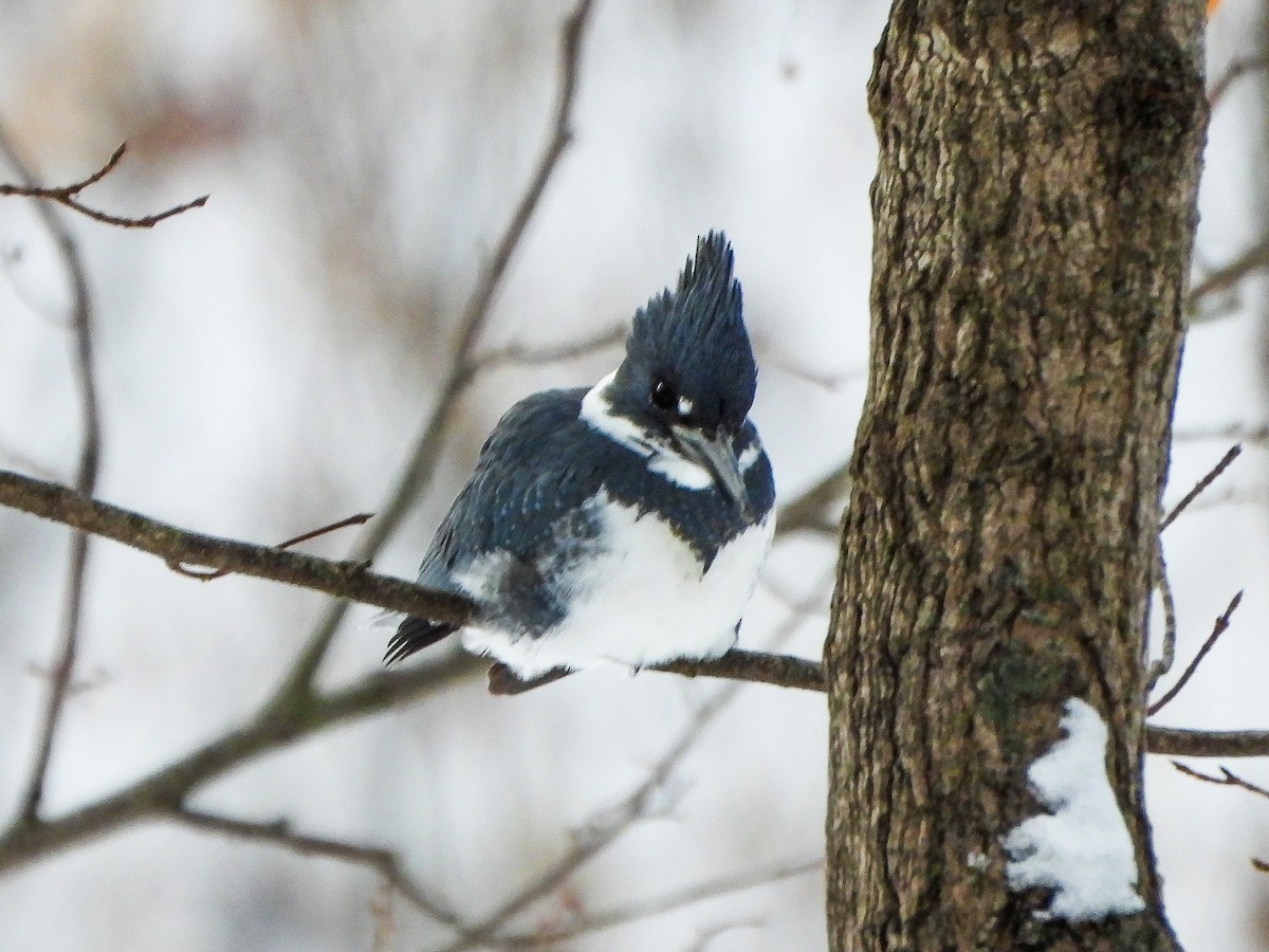 Belted Kingfisher - ML646601521