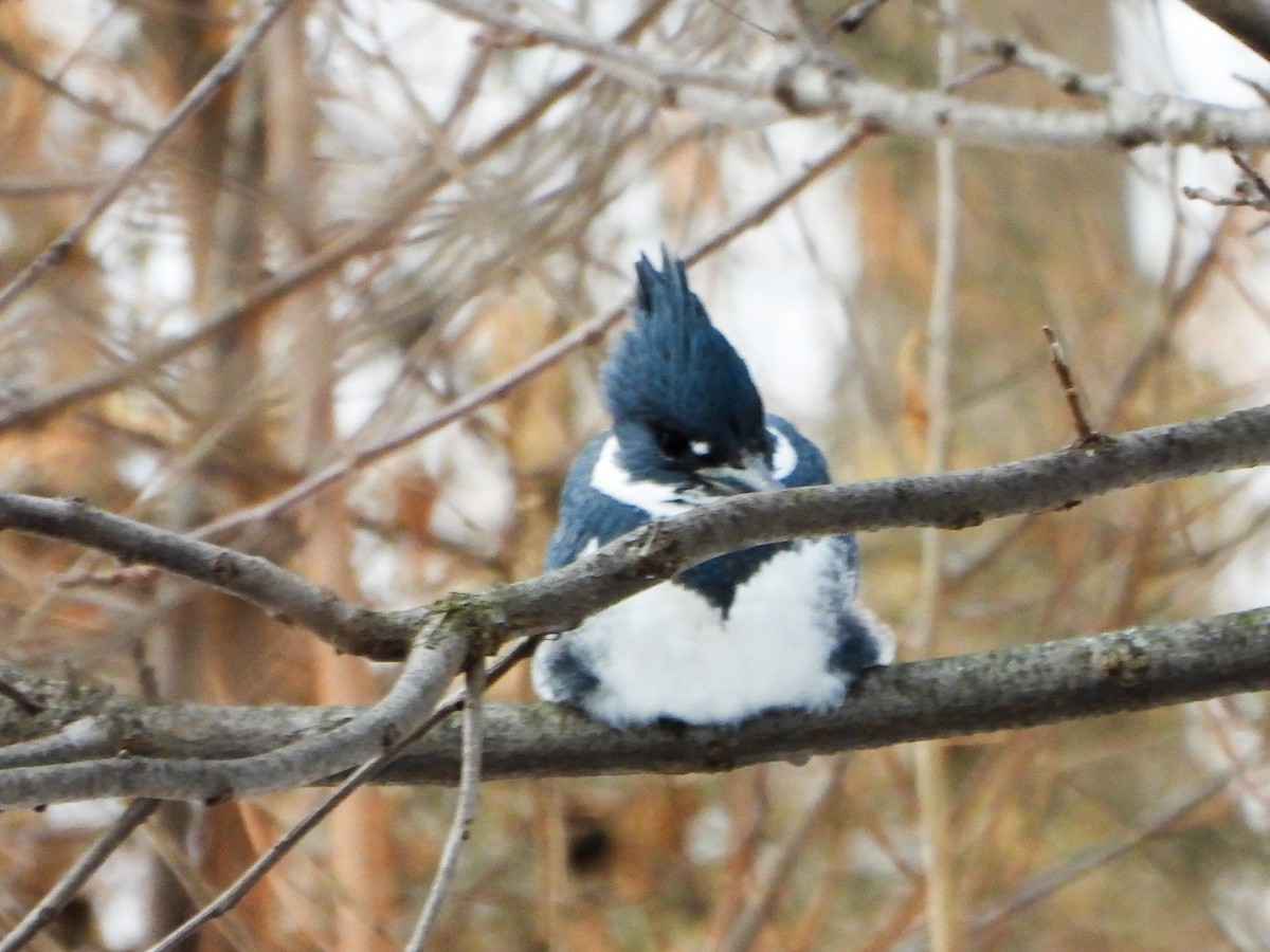 Belted Kingfisher - ML646601522