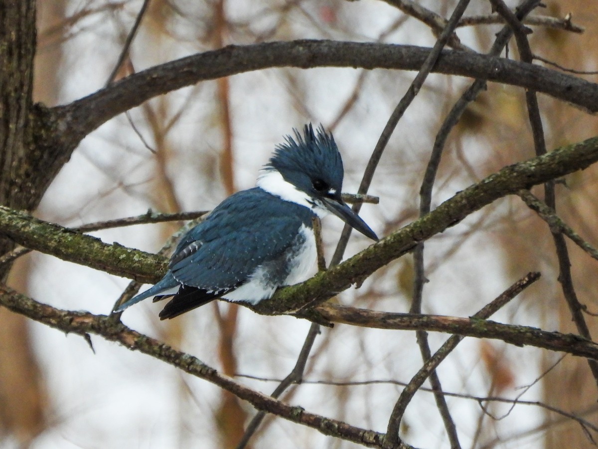 Belted Kingfisher - ML646601523