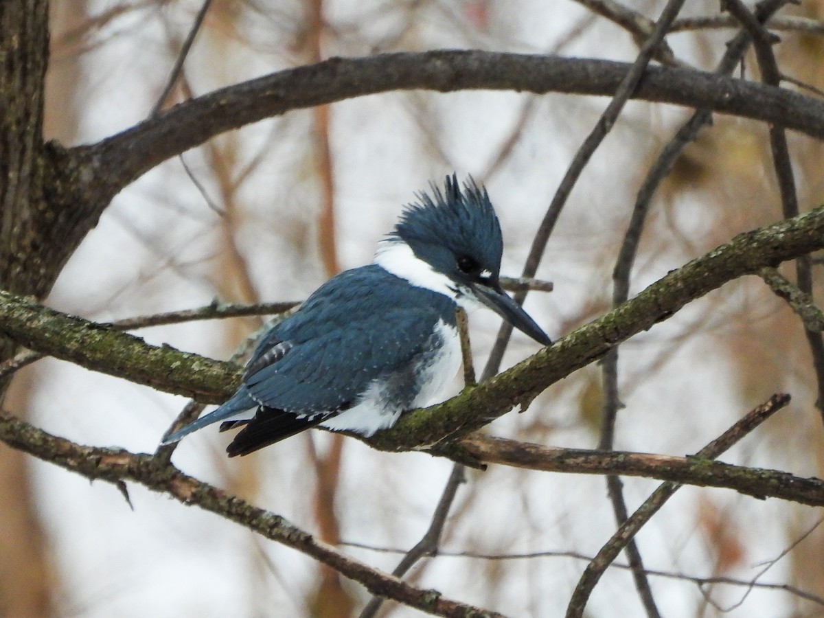 Belted Kingfisher - ML646601524