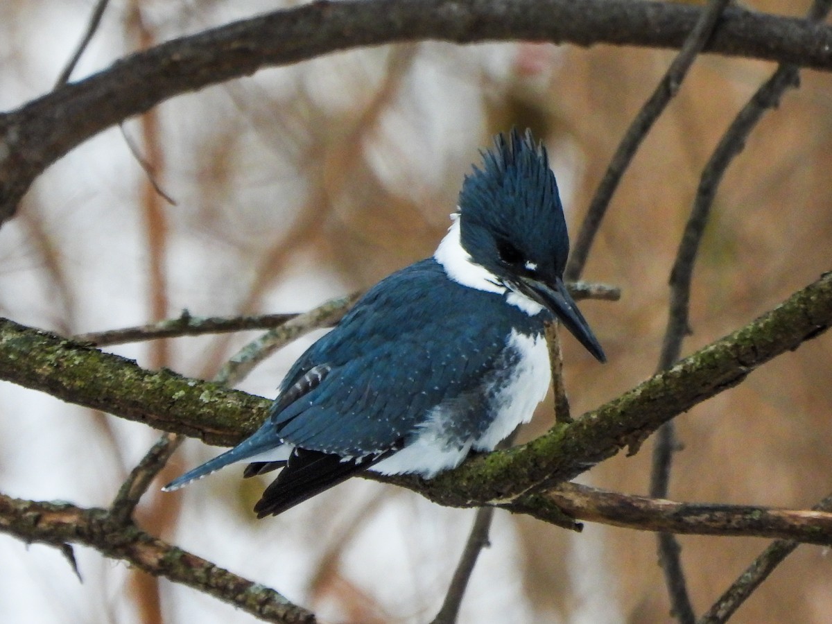 Belted Kingfisher - ML646601525