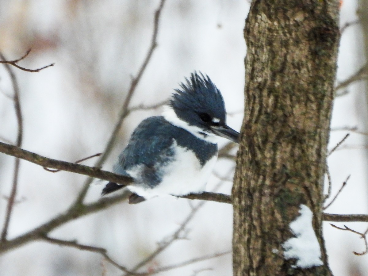 Belted Kingfisher - ML646601526