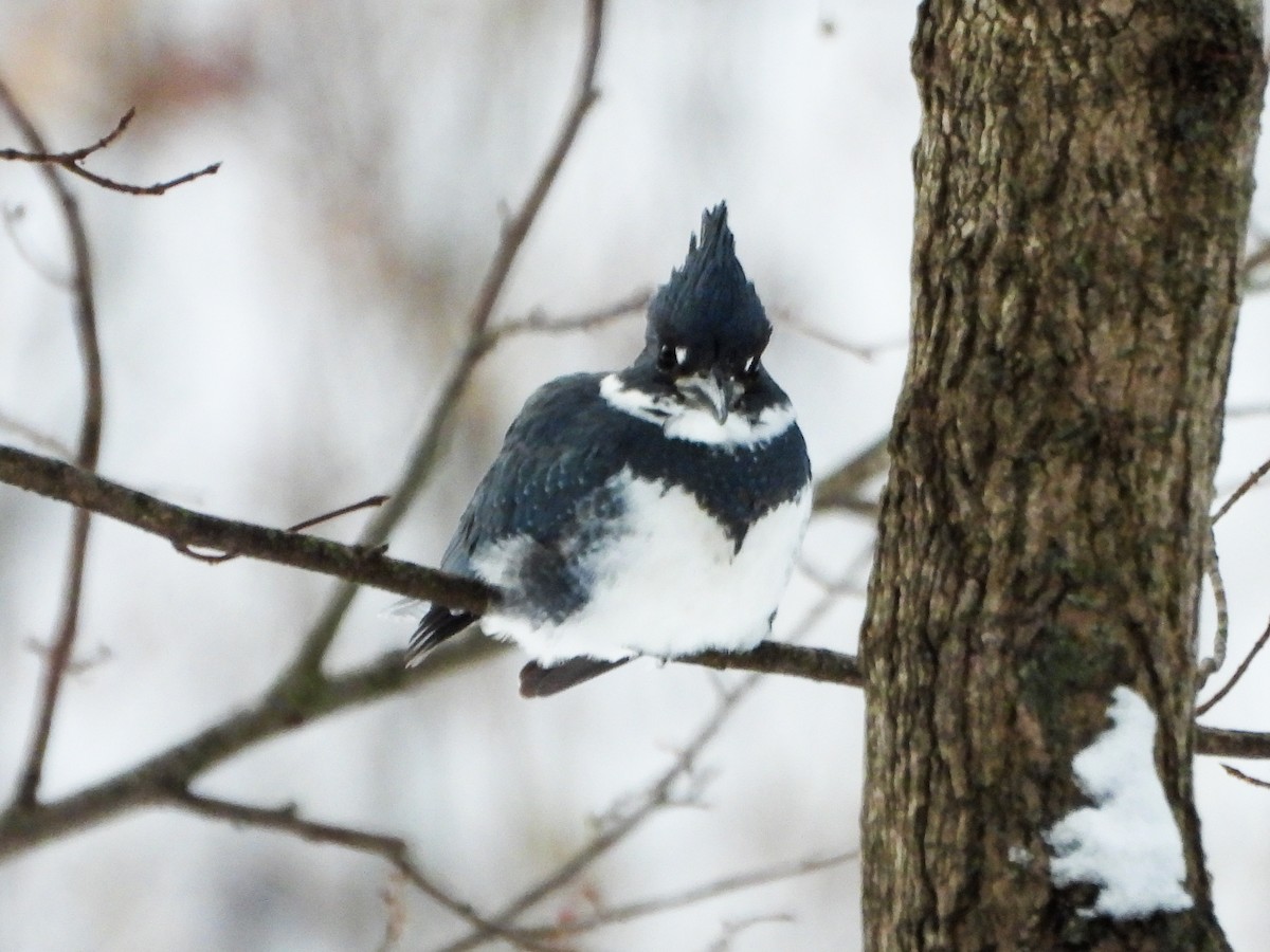 Belted Kingfisher - ML646601527