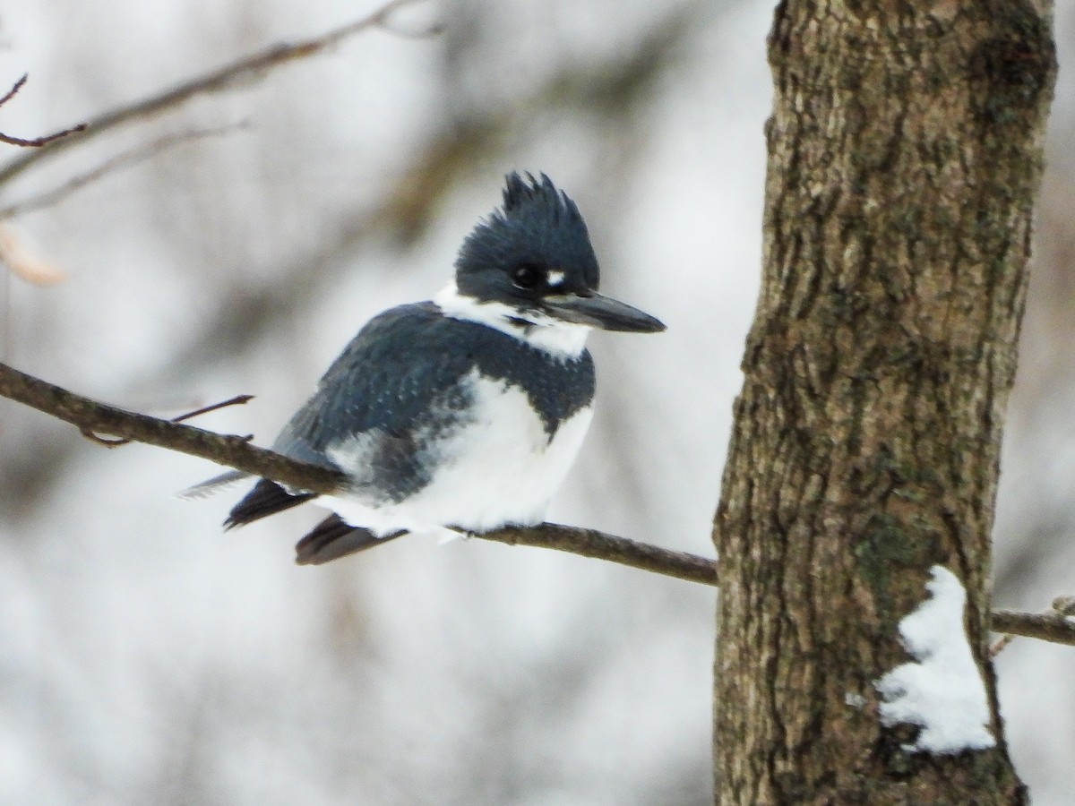 Belted Kingfisher - ML646601528