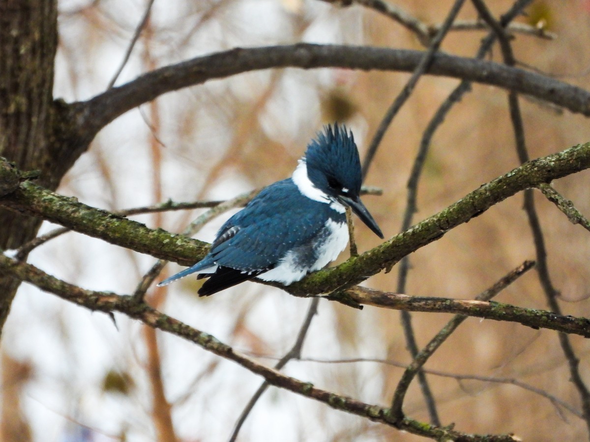 Belted Kingfisher - ML646601529