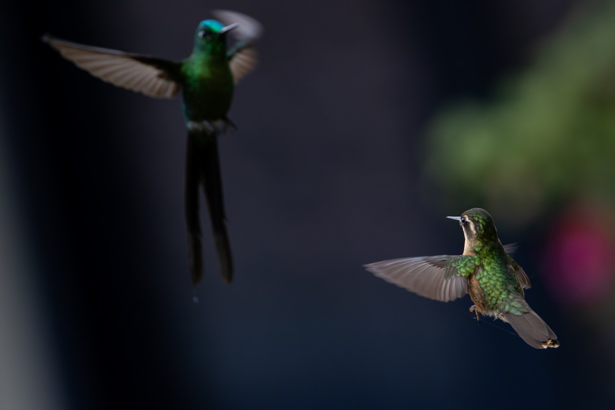 ミミグロハチドリ - ML646601530