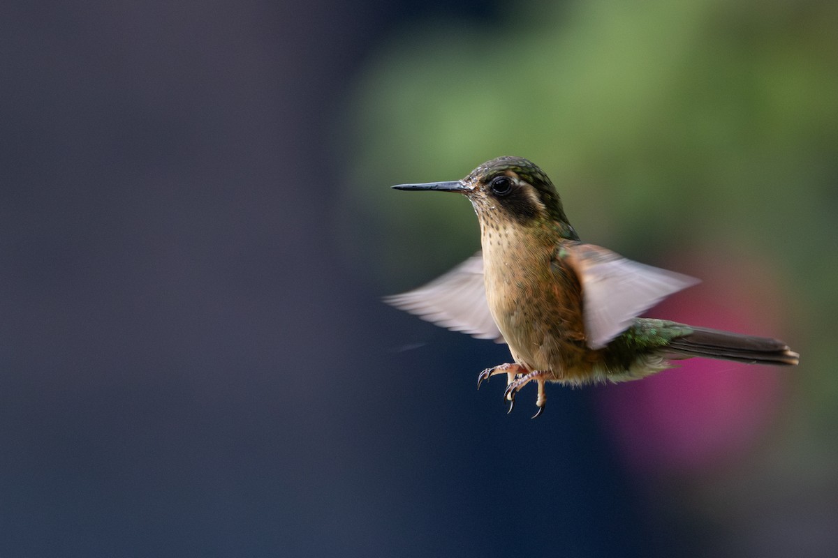 Colibri moucheté - ML646601533