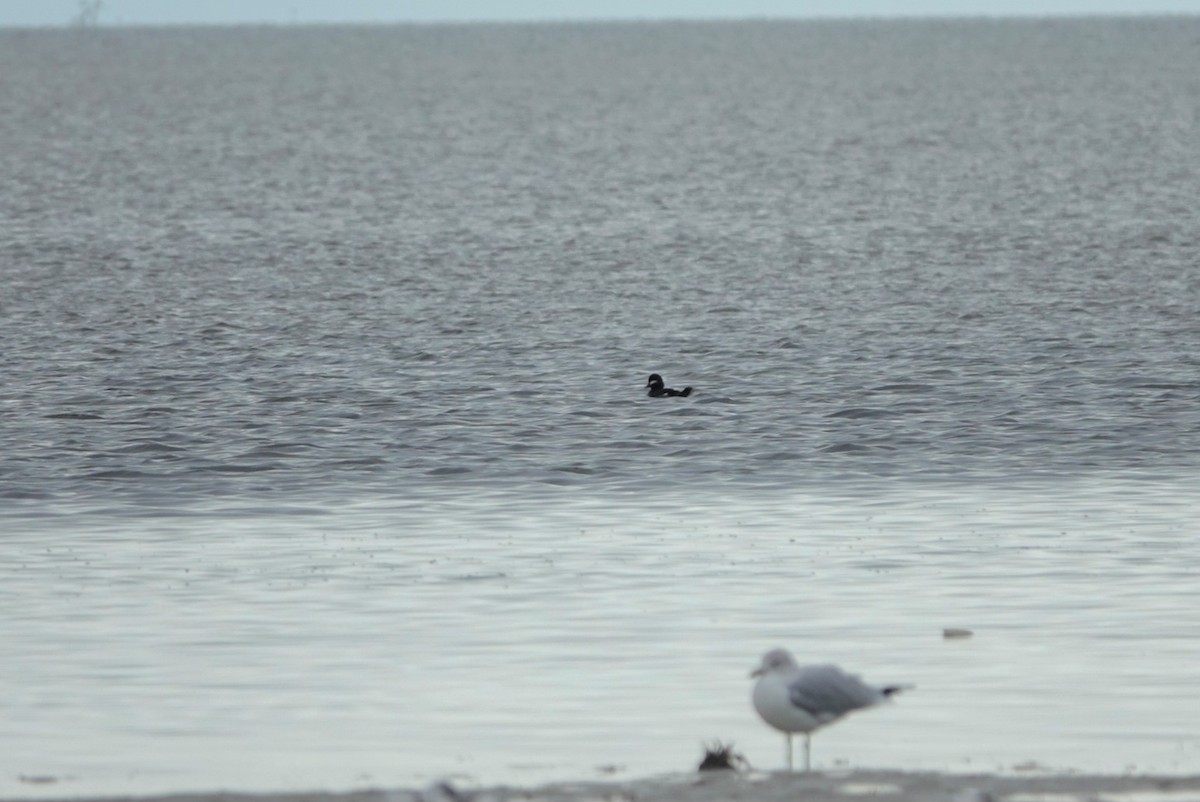 Petit Garrot - ML646601534