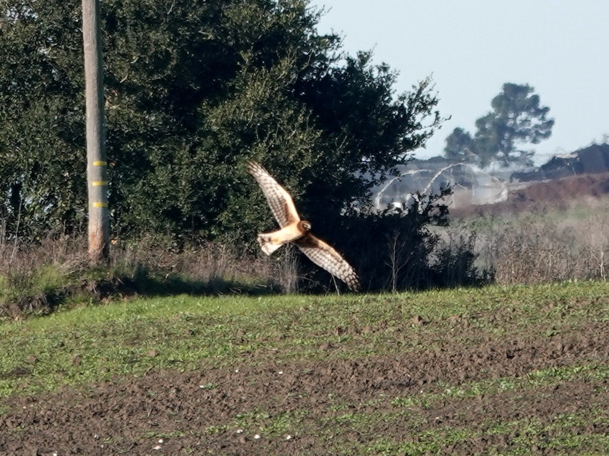 Американский лунь - ML646601539