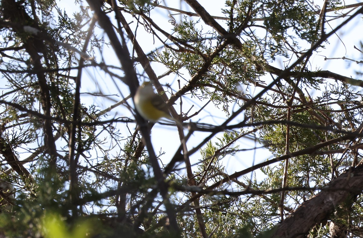 White-eyed Vireo - ML646601540