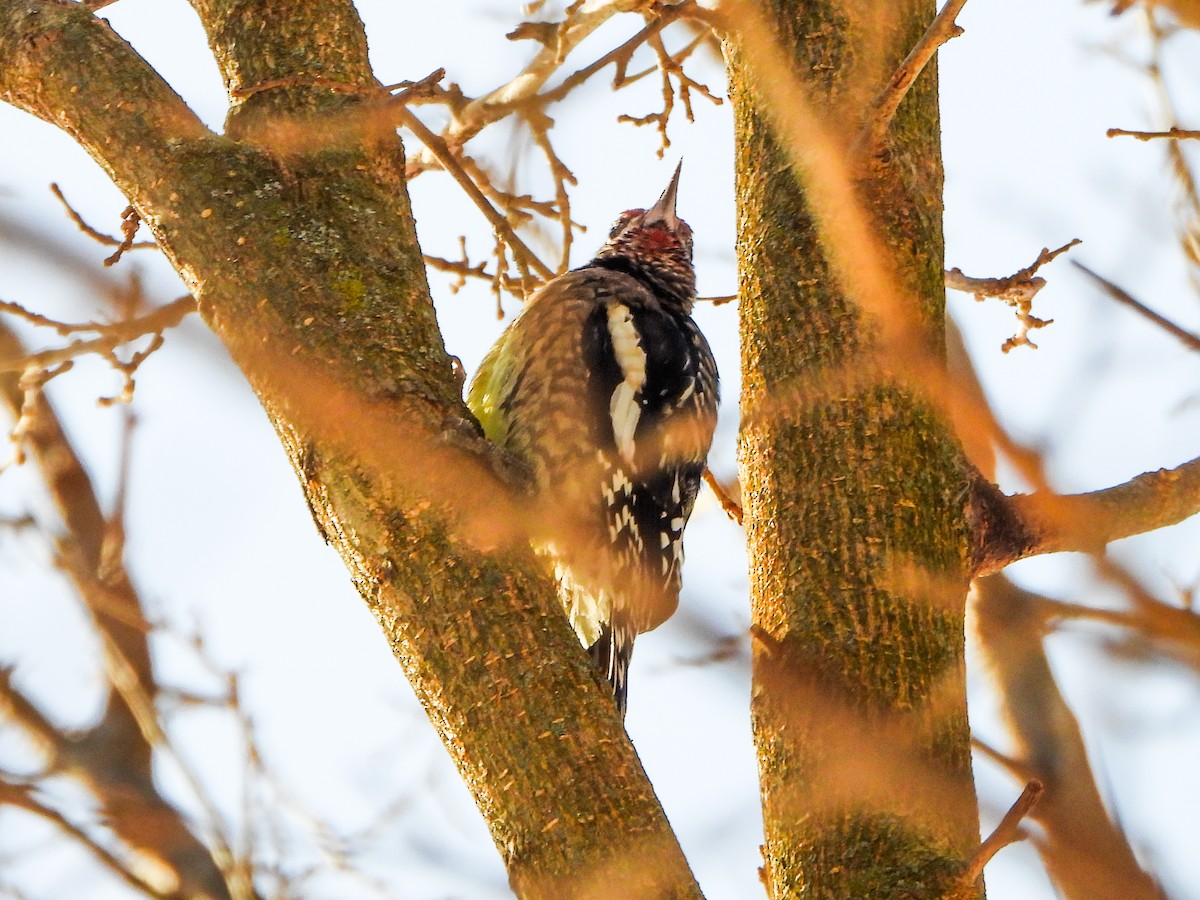 Pic maculé - ML646601541