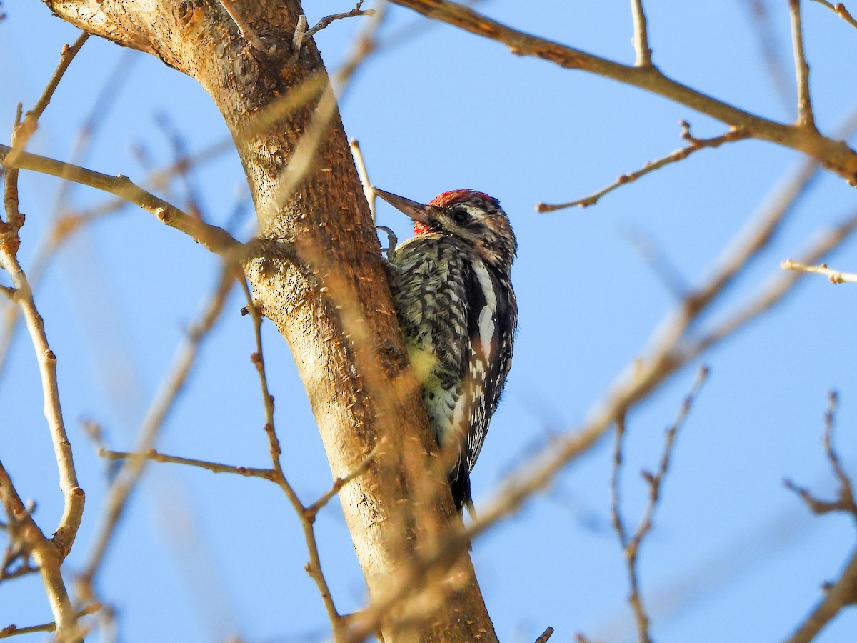 Pic maculé - ML646601542