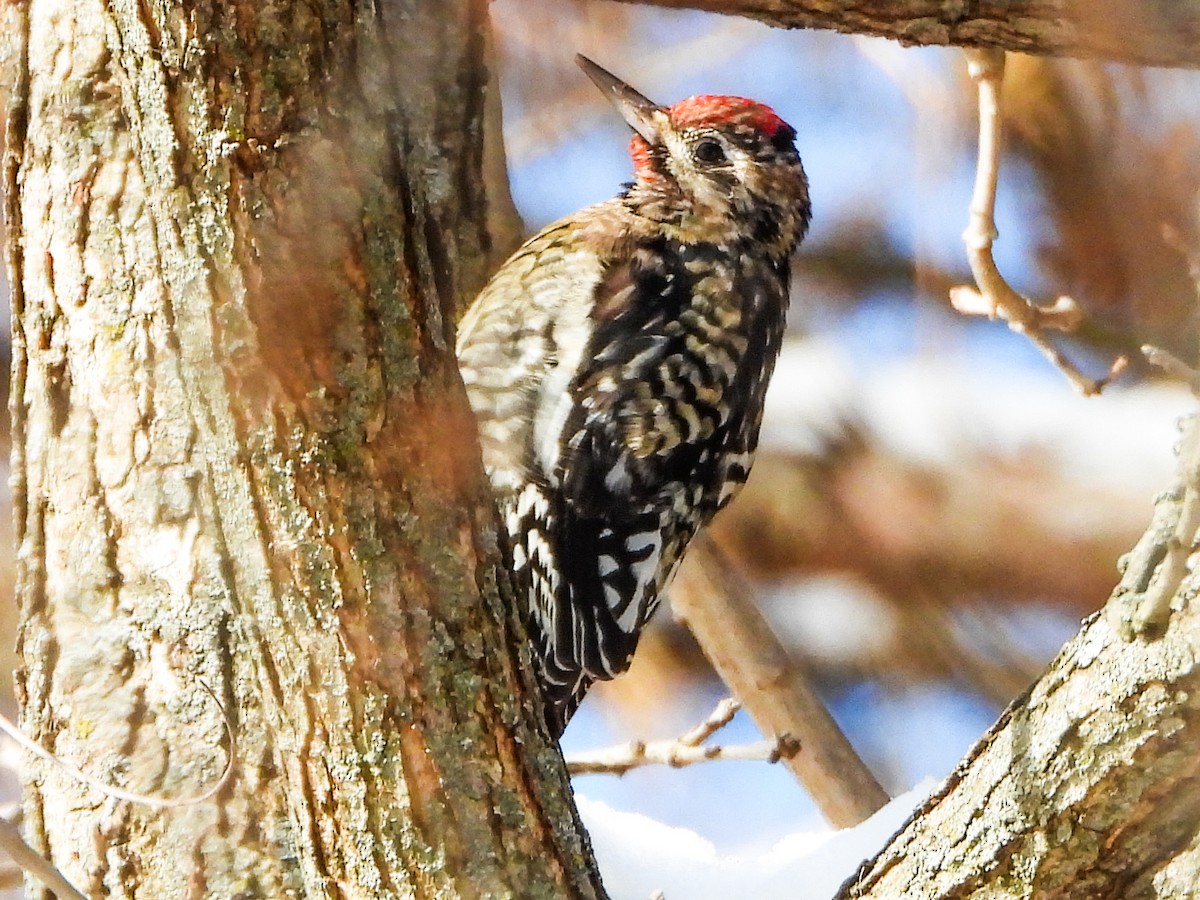 Pic maculé - ML646601543