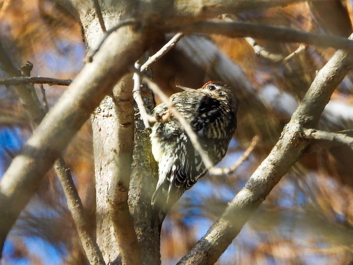 Pic maculé - ML646601544