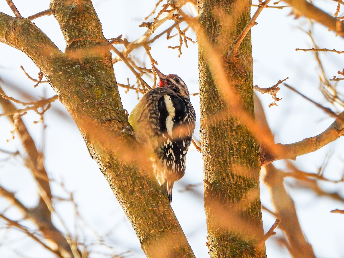 Pic maculé - ML646601545