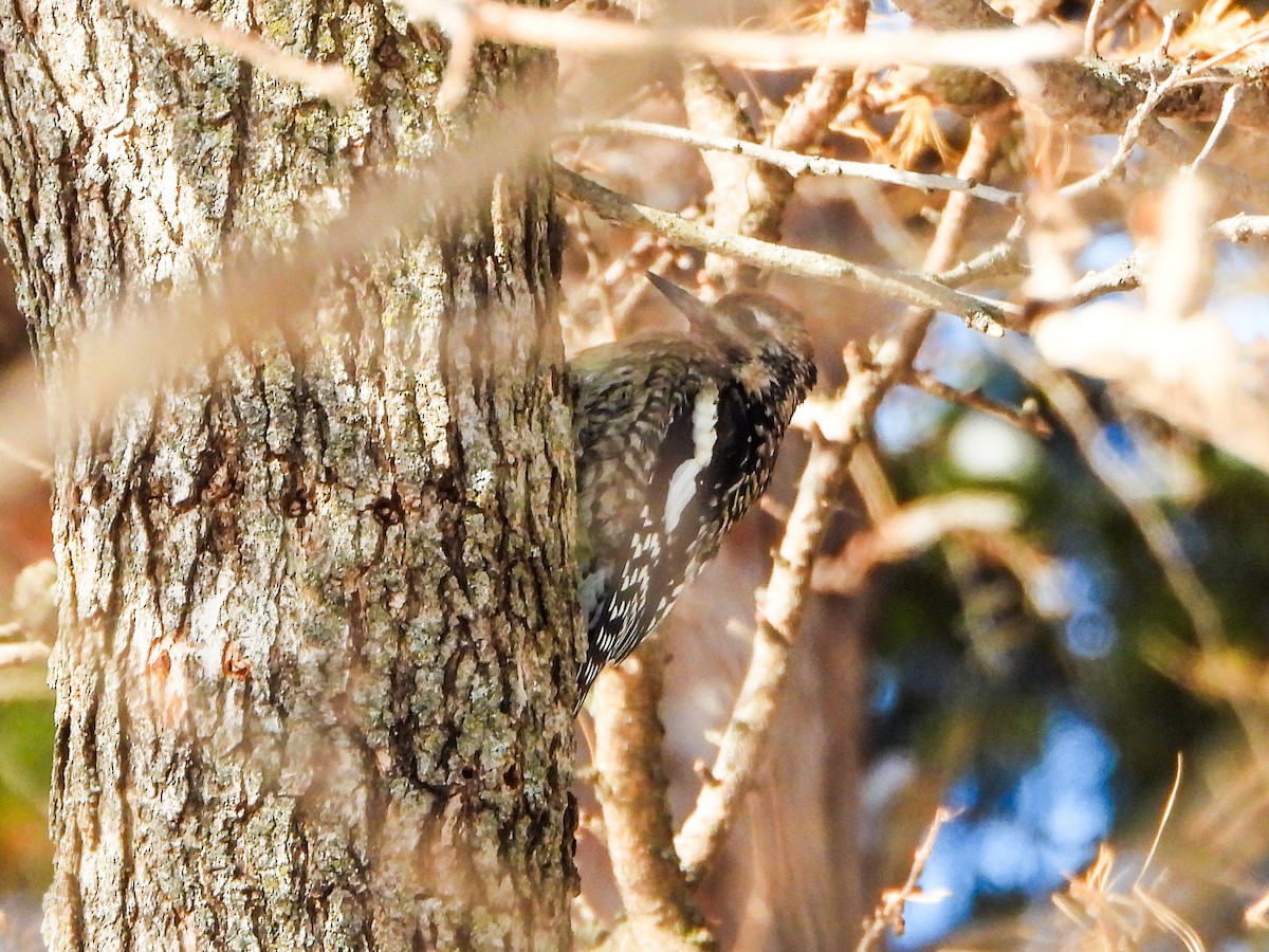 Pic maculé - ML646601546