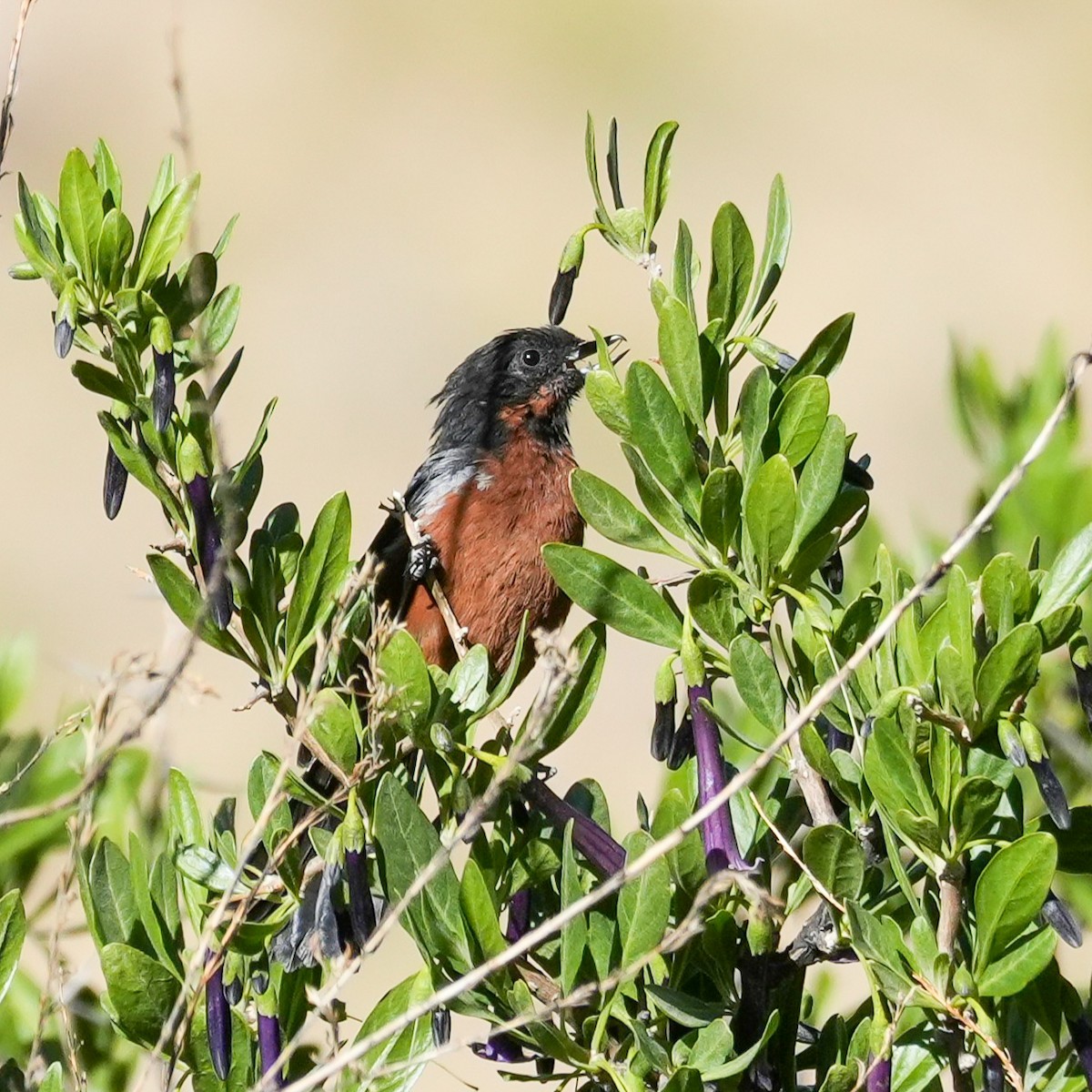 Percefleur à gorge noire - ML646601547