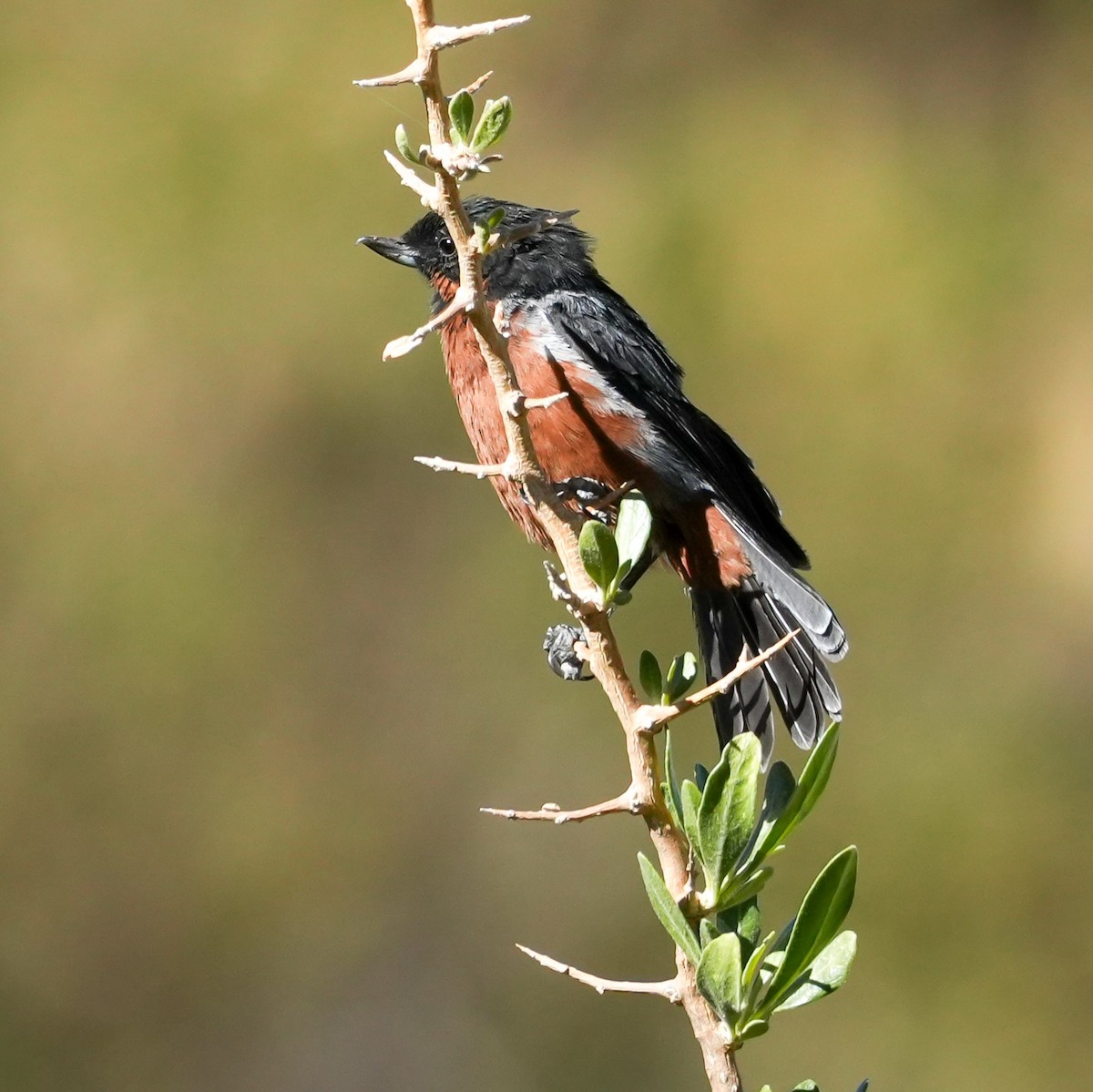 Percefleur à gorge noire - ML646601548
