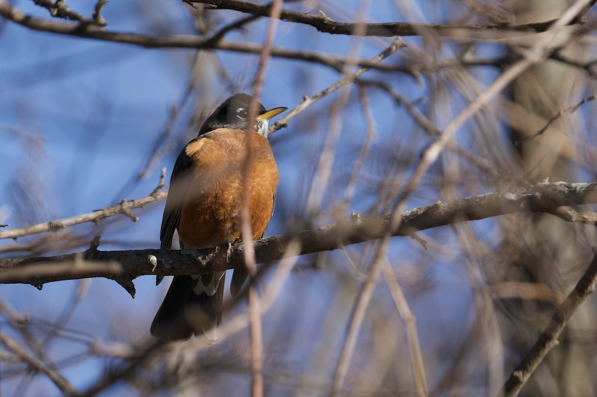 Merle d'Amérique - ML646601549