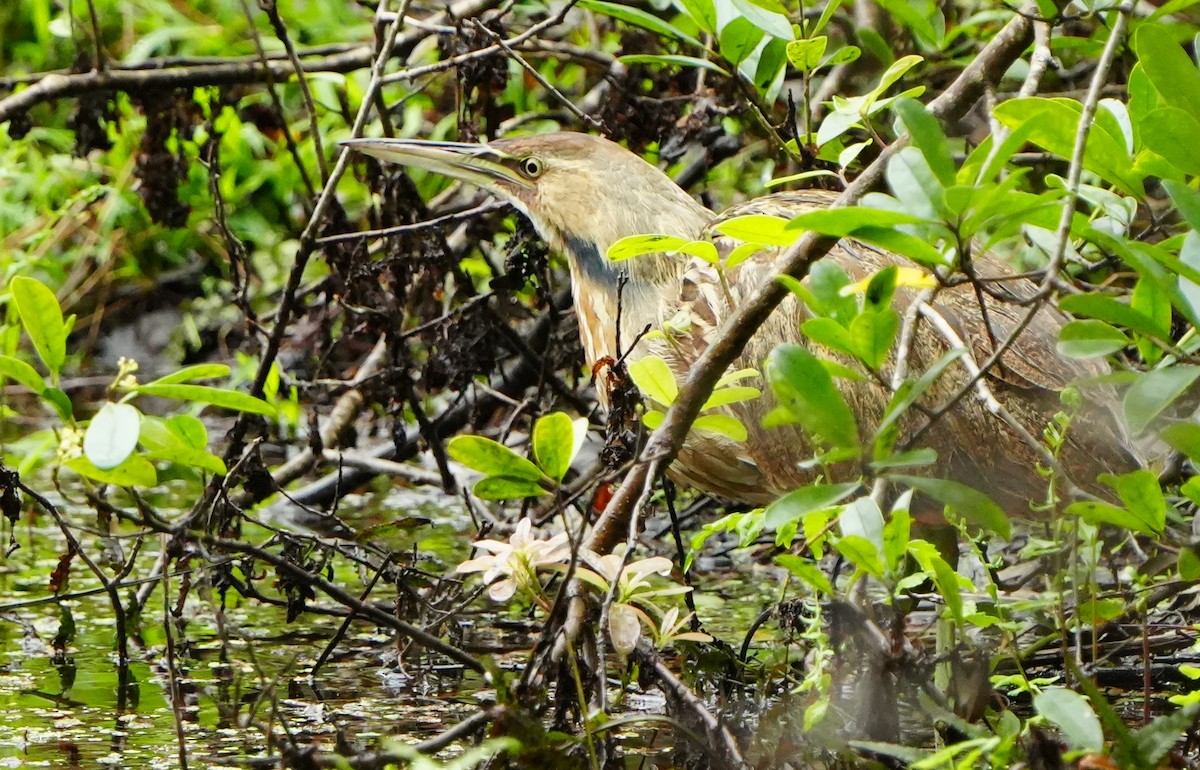 Butor d'Amérique - ML646601550