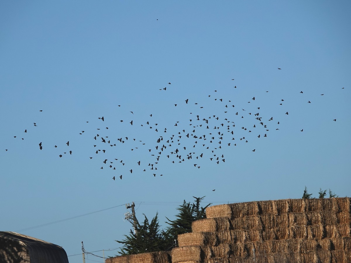 Carouge à épaulettes - ML646601551