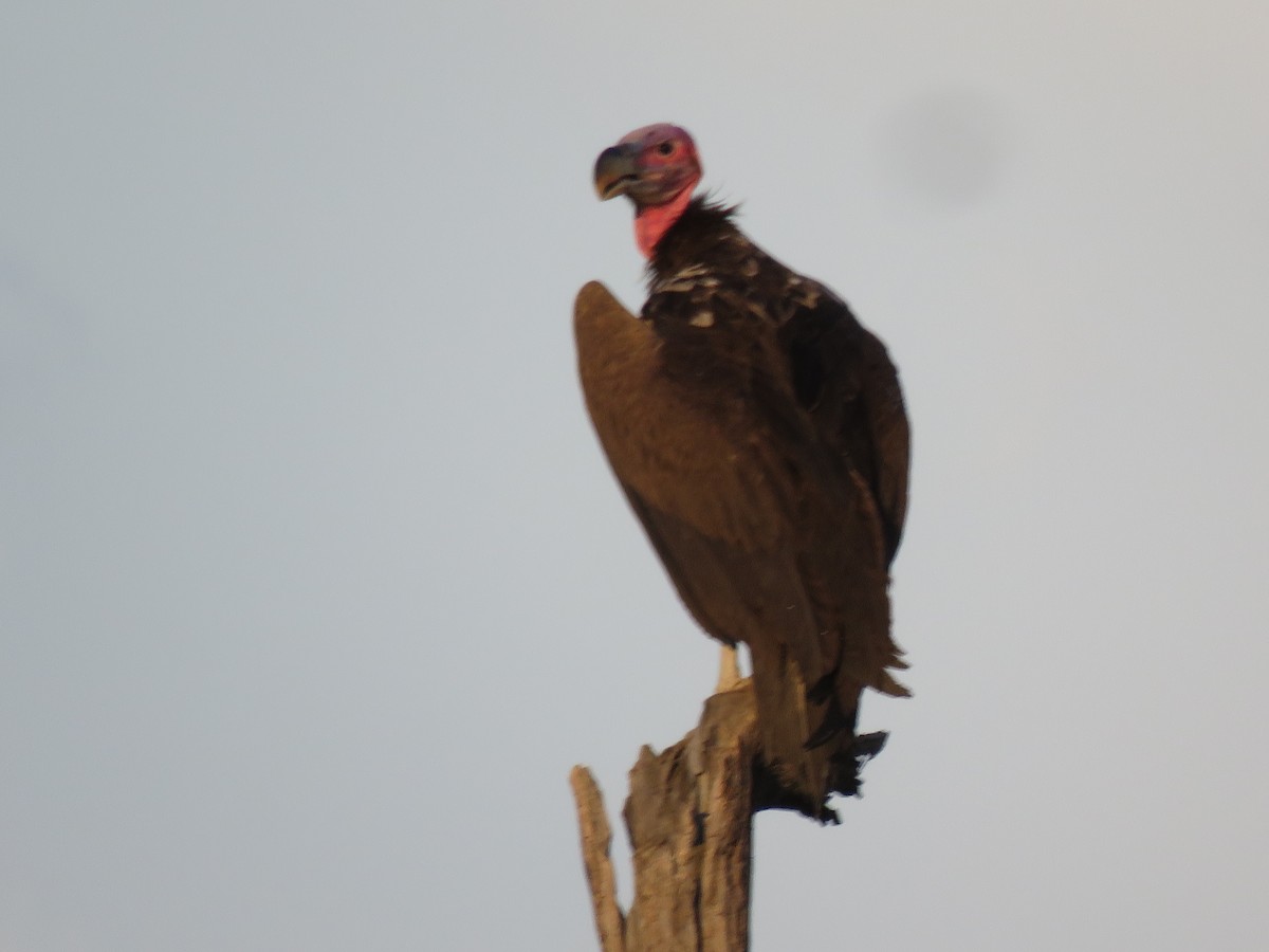 Vautour oricou - ML646601552