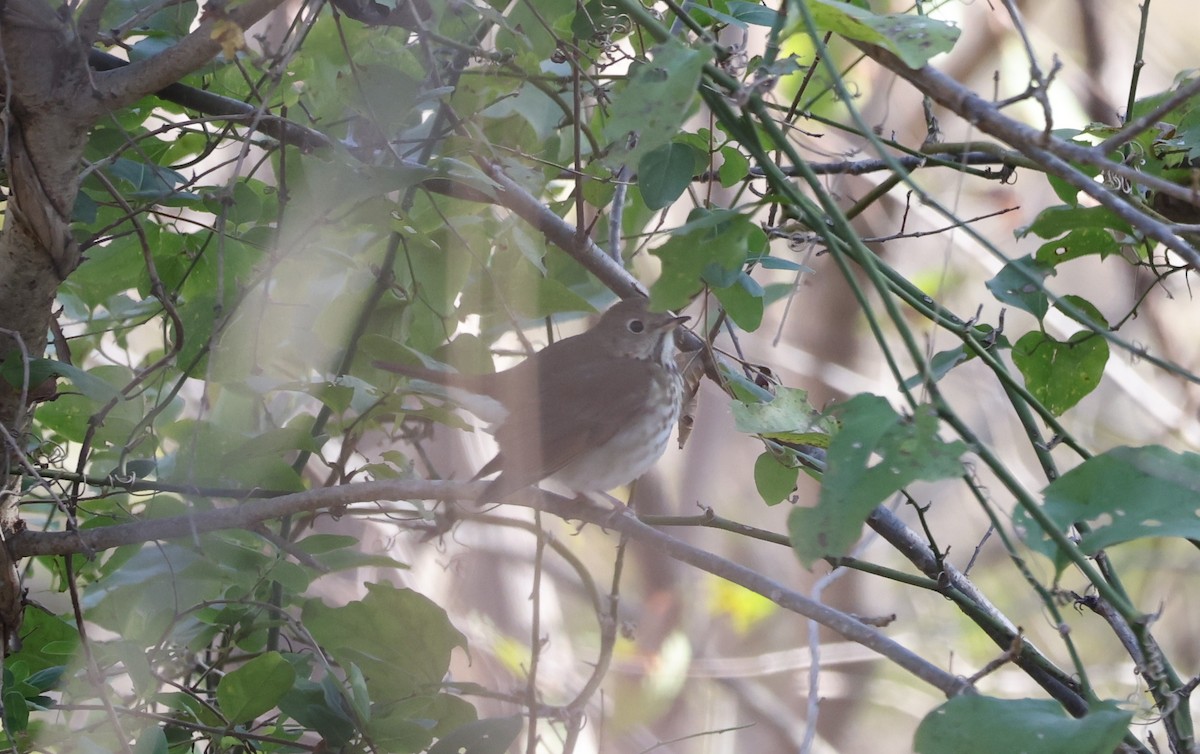 Grive solitaire - ML646601553