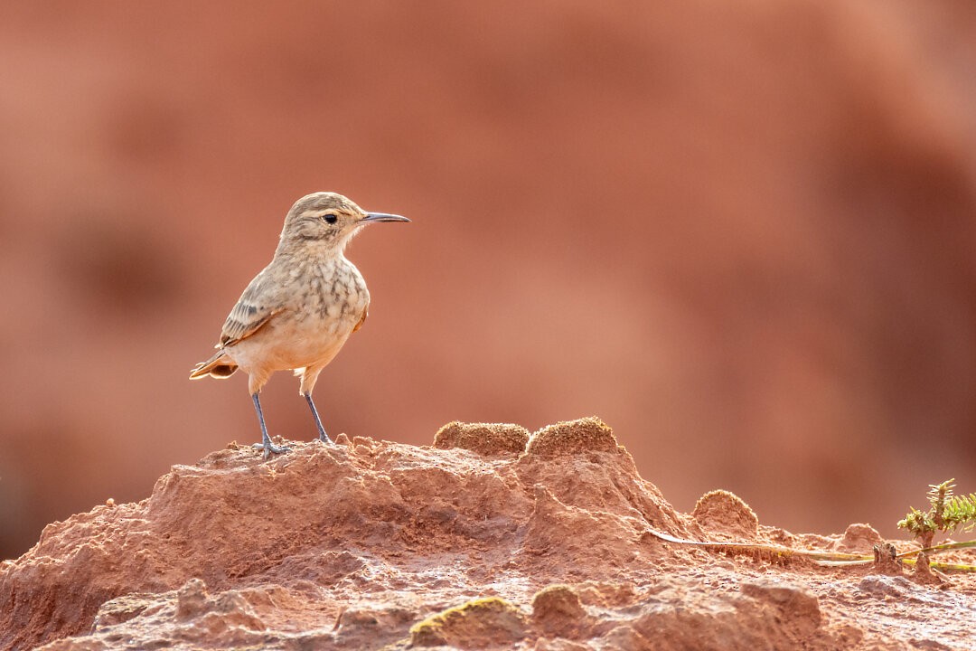 Géositte mineuse - ML646601554