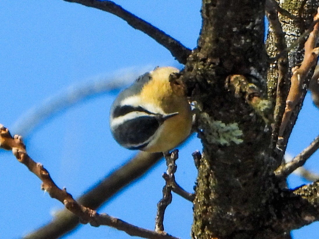Sittelle à poitrine rousse - ML646601555