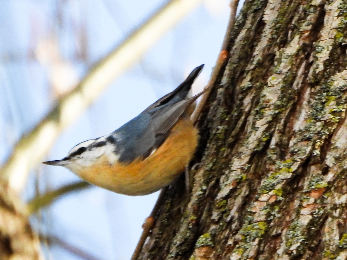 Sittelle à poitrine rousse - ML646601556