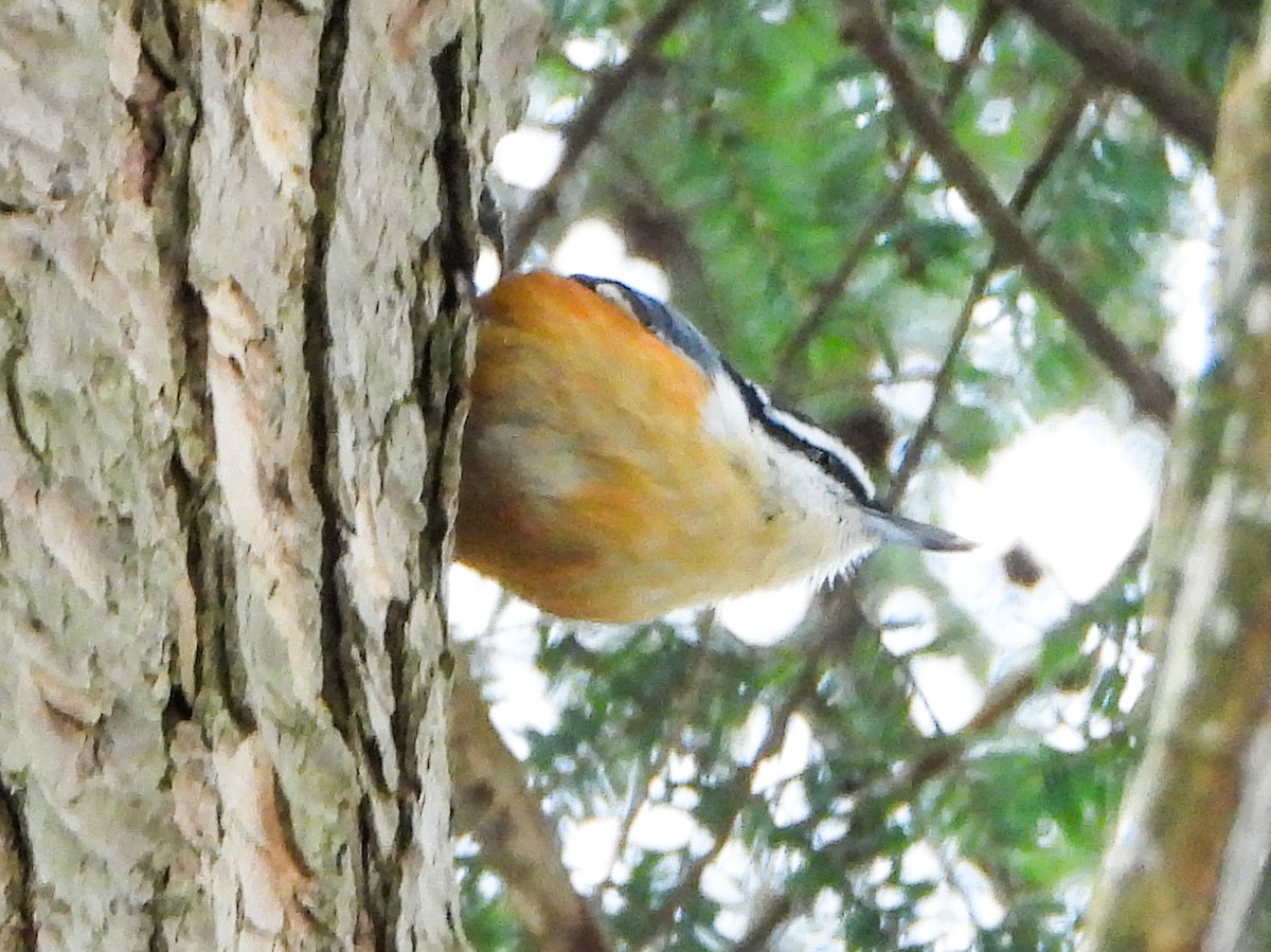 Sittelle à poitrine rousse - ML646601557