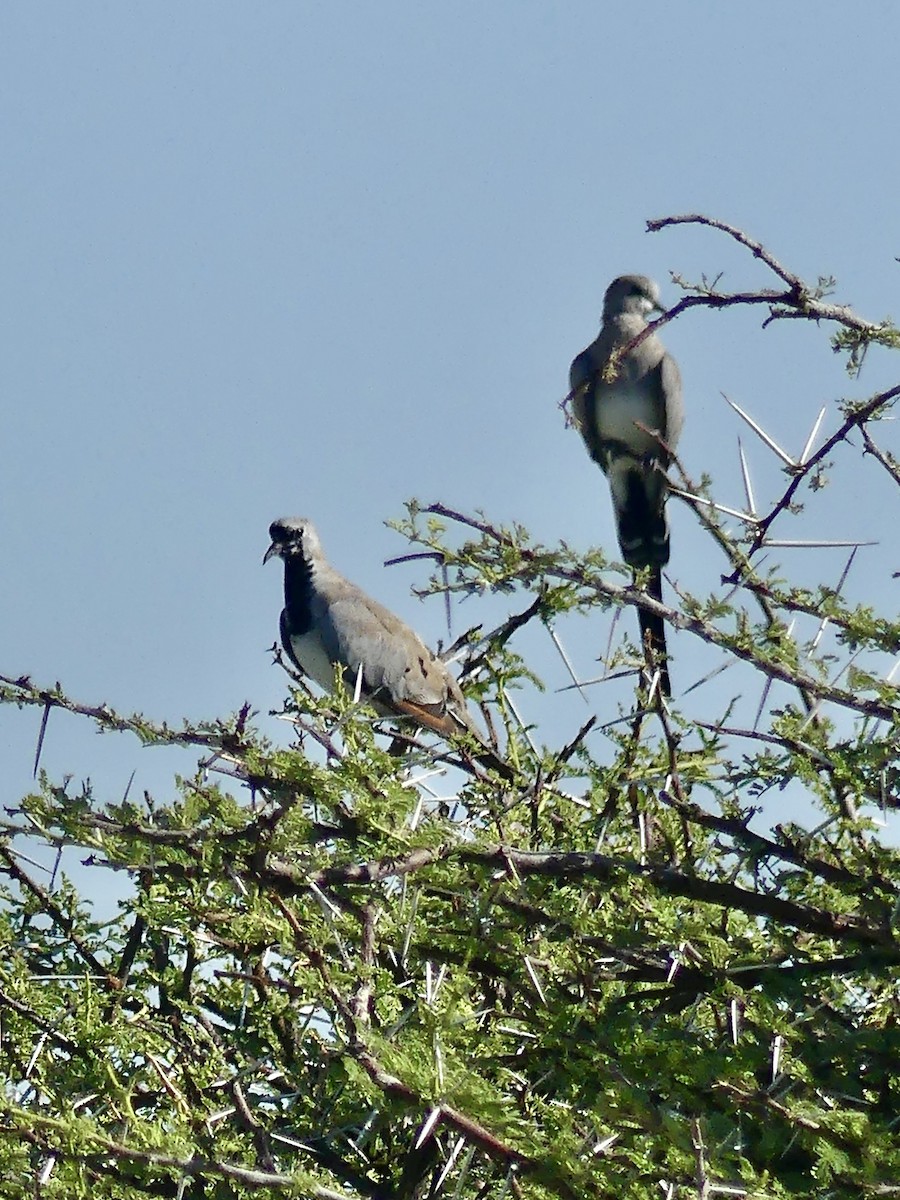 Tourtelette masquée - ML646601558