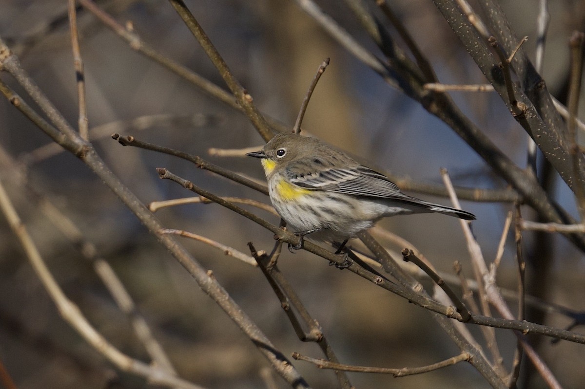 Paruline à croupion jaune - ML646601559