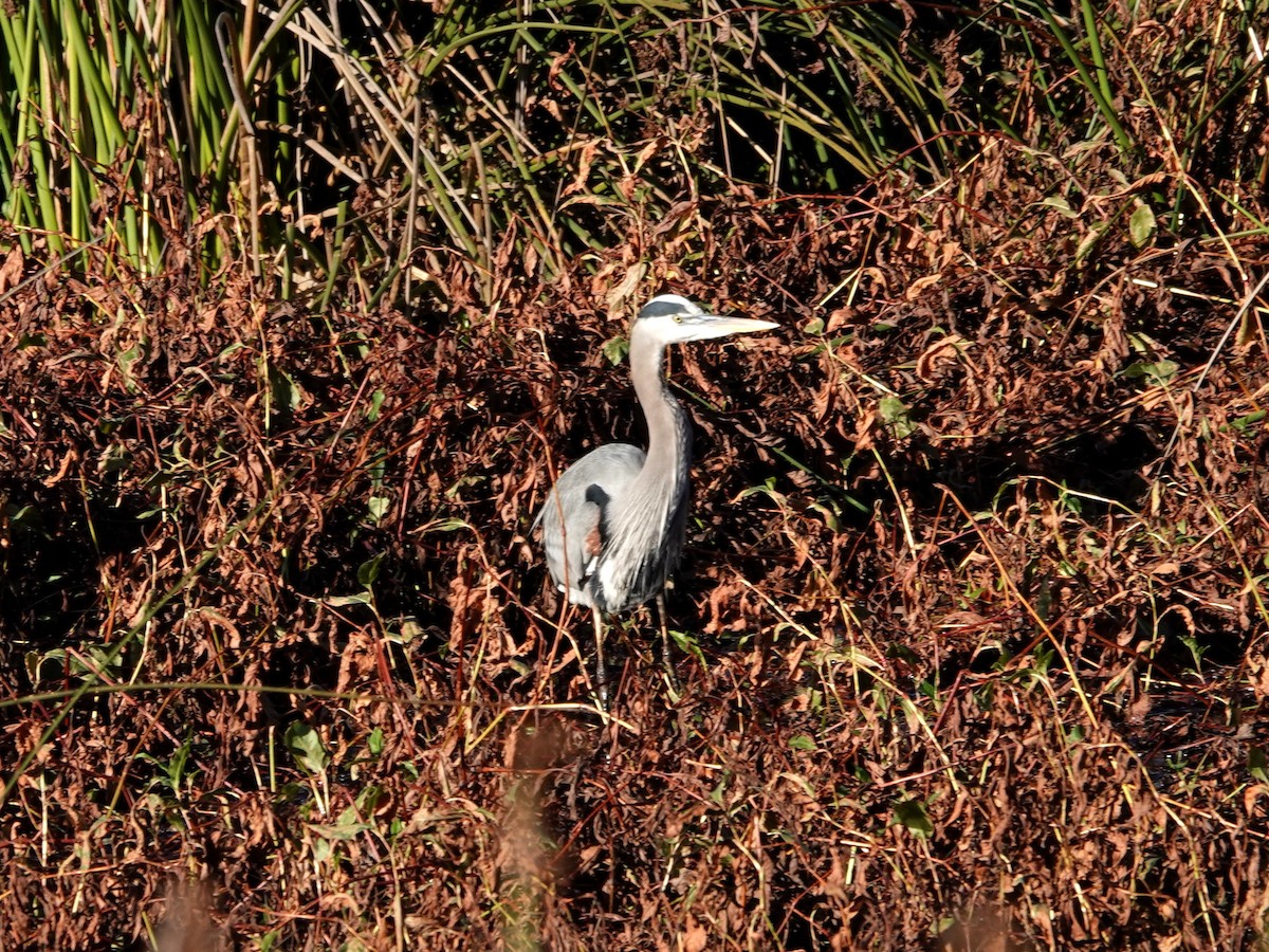 Grand Héron - ML646601562