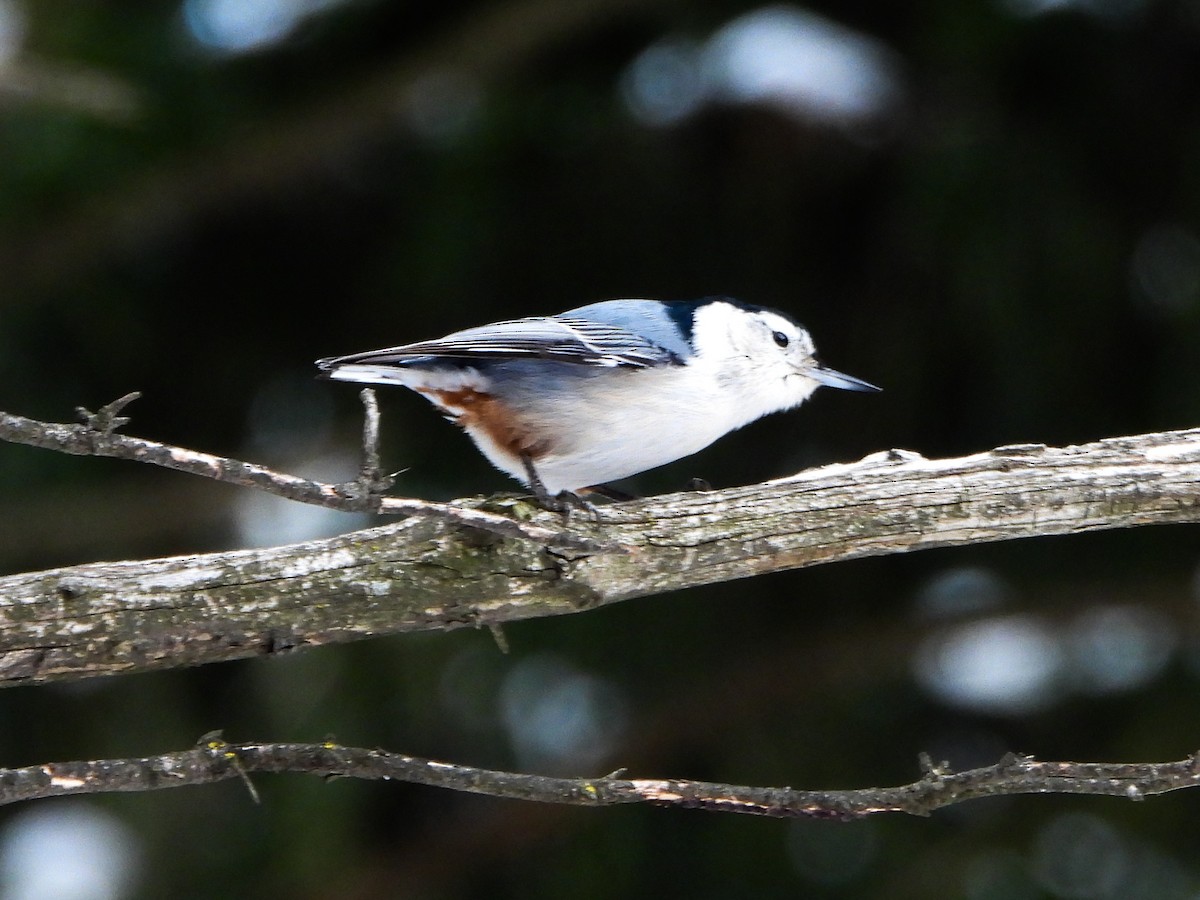 Sittelle à poitrine blanche - ML646601563