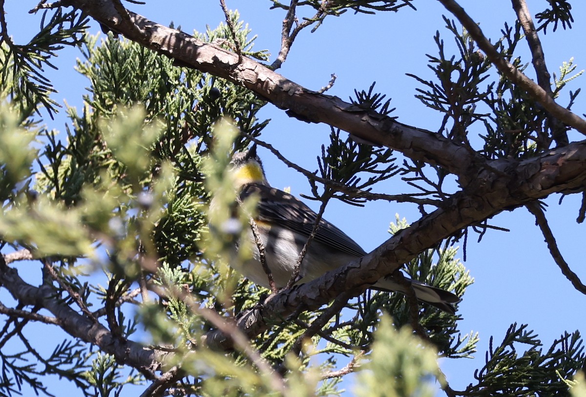 Yellow-rumped Warbler (Audubon's) - ML646601564