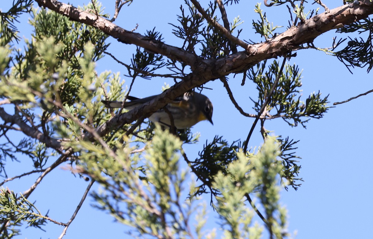 Yellow-rumped Warbler (Audubon's) - ML646601565
