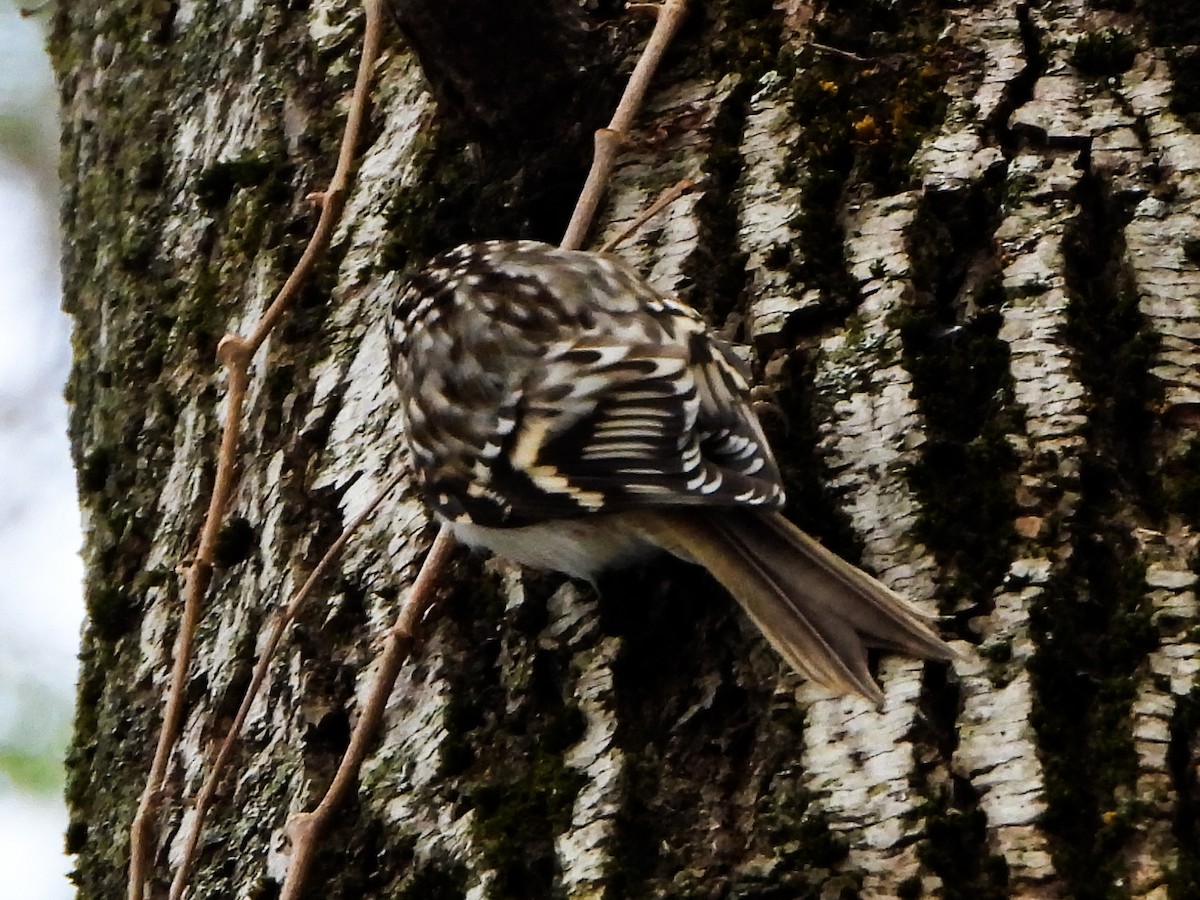 Grimpereau brun - ML646601566