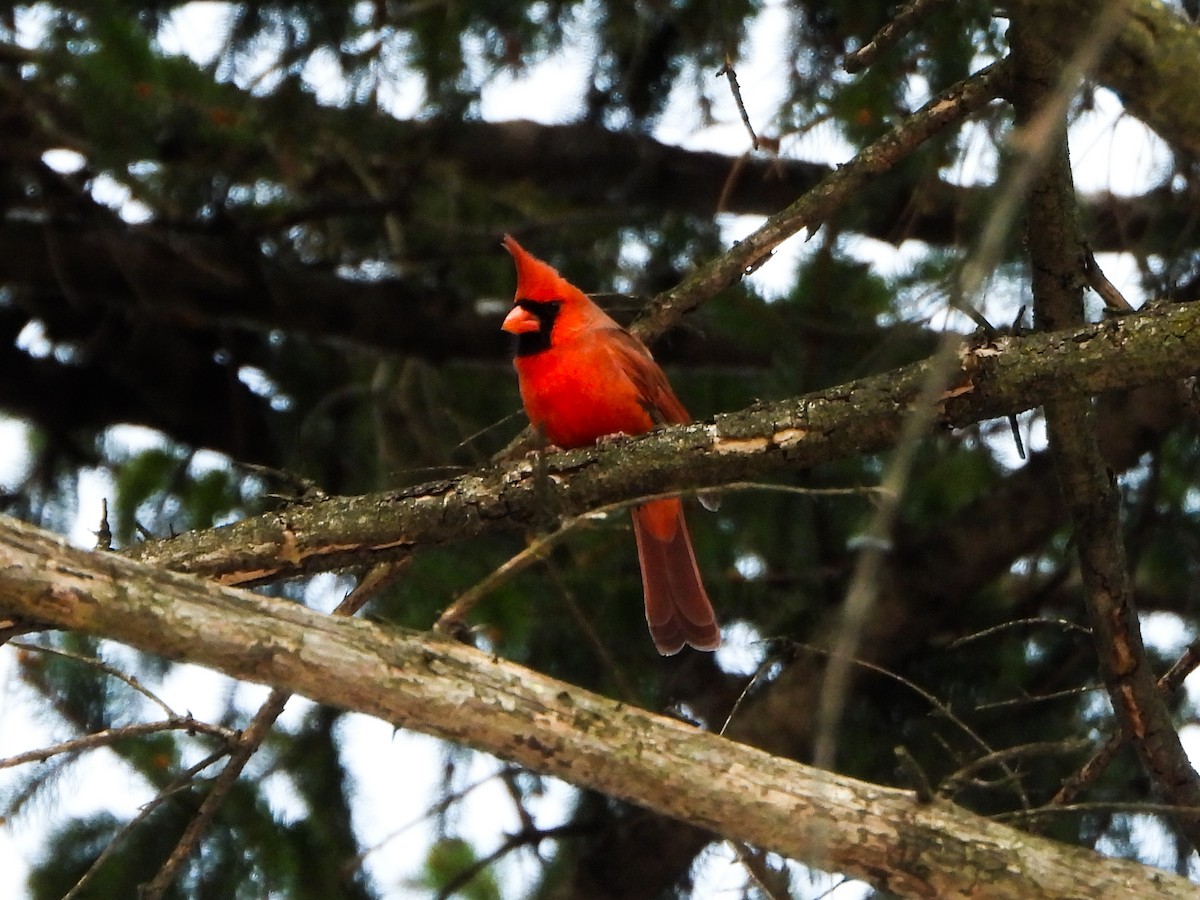 Cardinal rouge - ML646601567