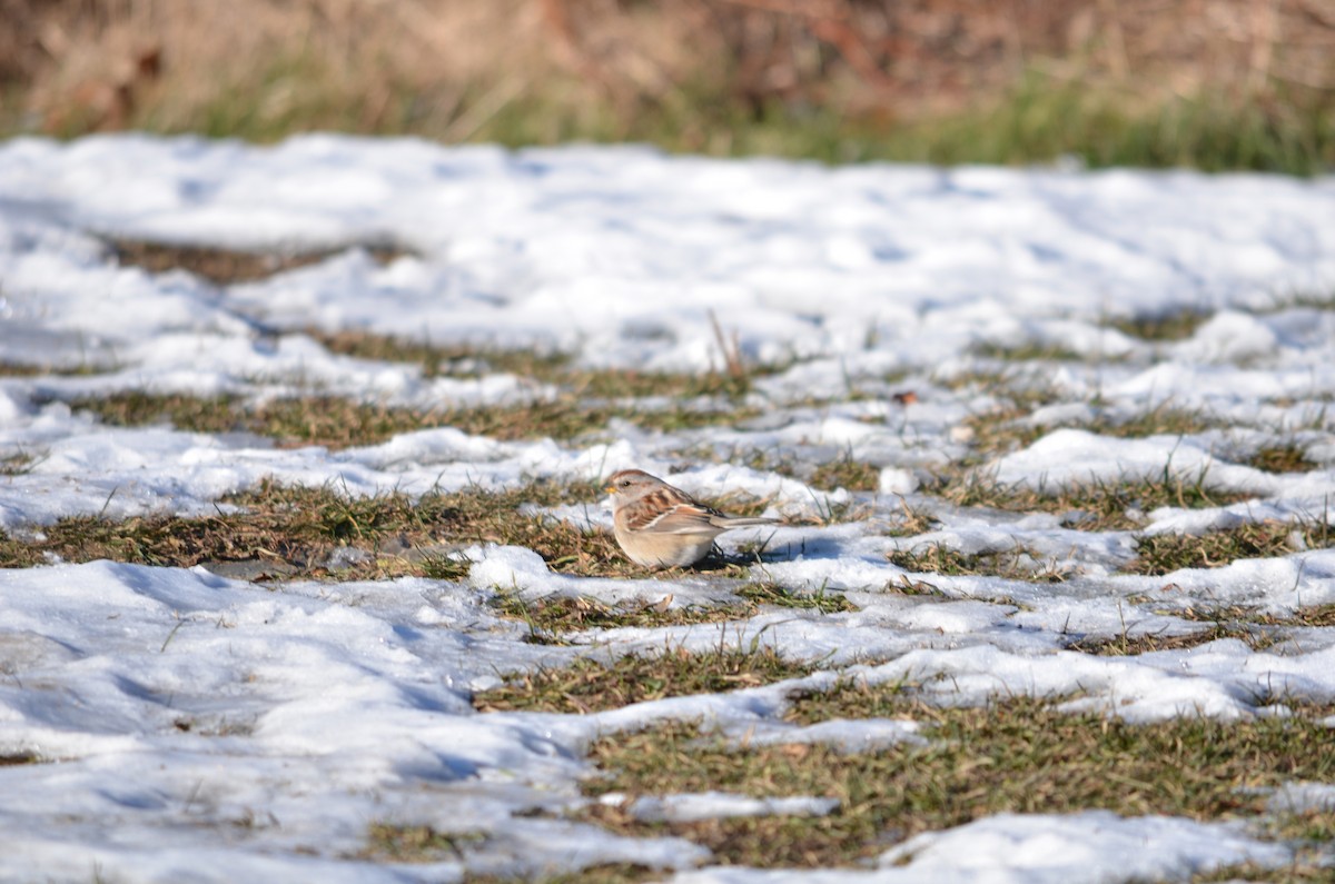 Bruant hudsonien - ML646601569