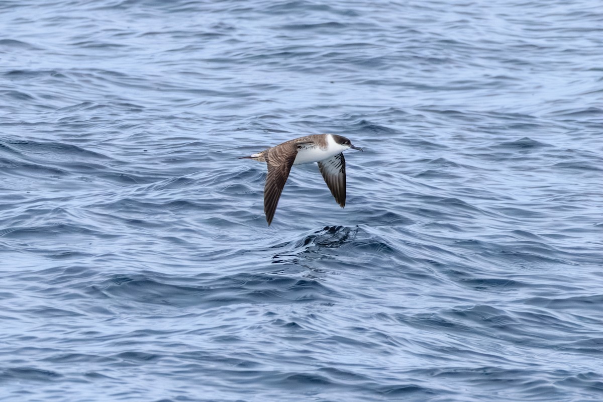 Puffin majeur - ML646601570