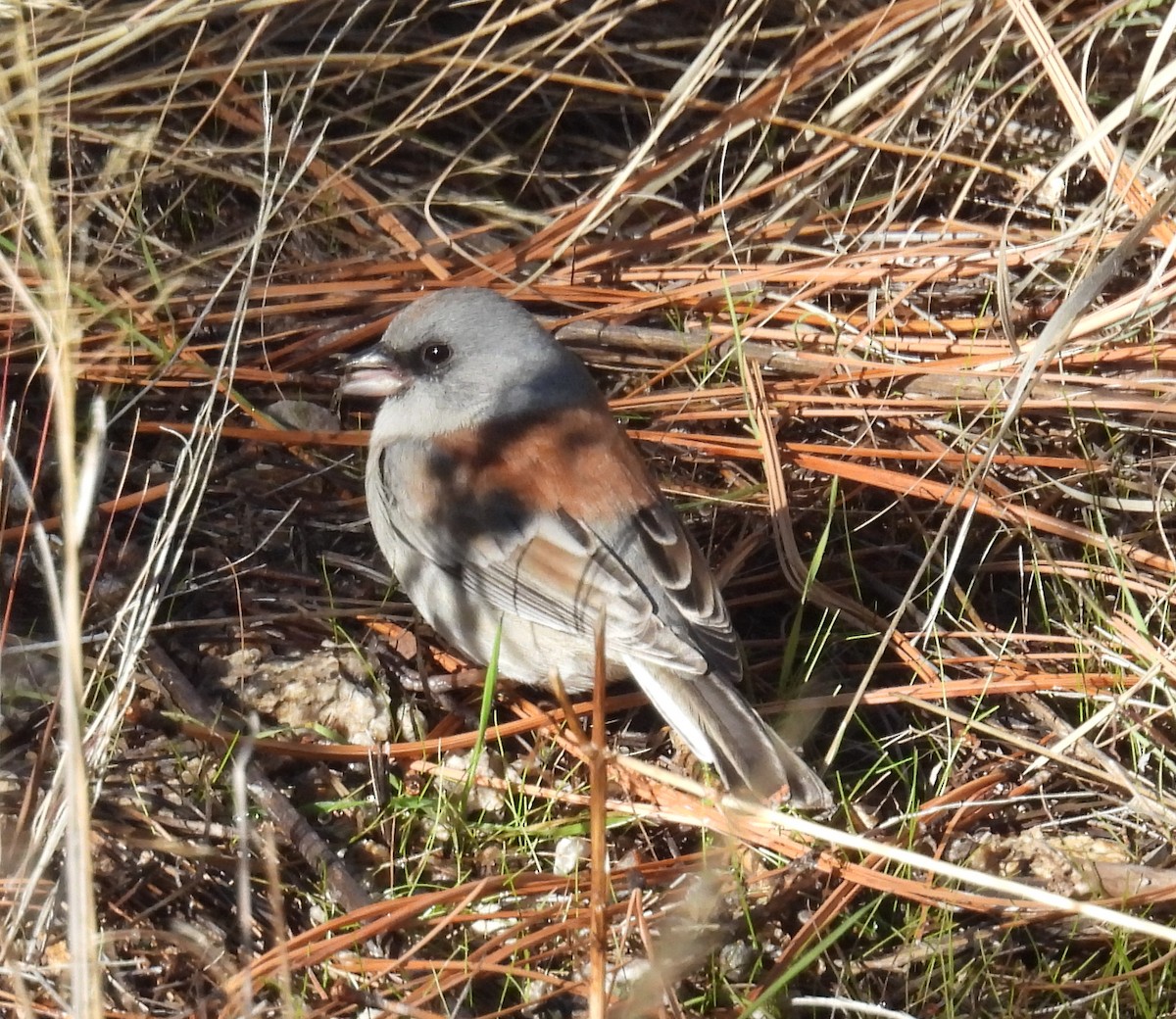 Юнко сірий (підвид dorsalis) - ML646601573