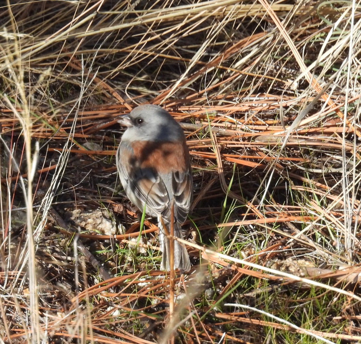 Юнко сірий (підвид dorsalis) - ML646601574