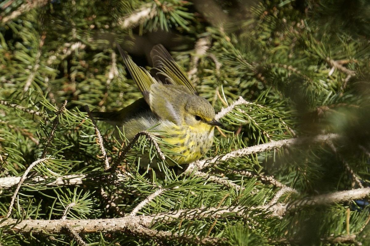 lesňáček skvrnitý - ML646601575