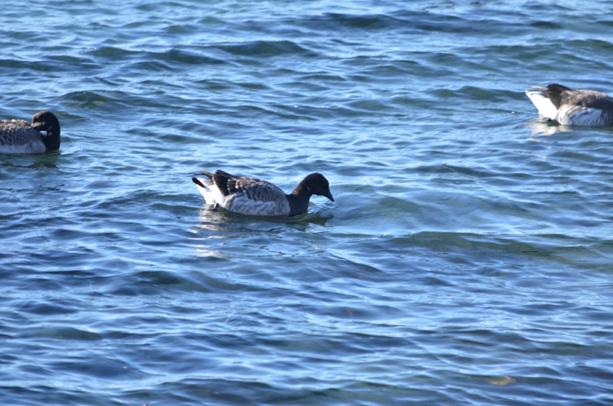 Brant (Pale-bellied) - ML646601578