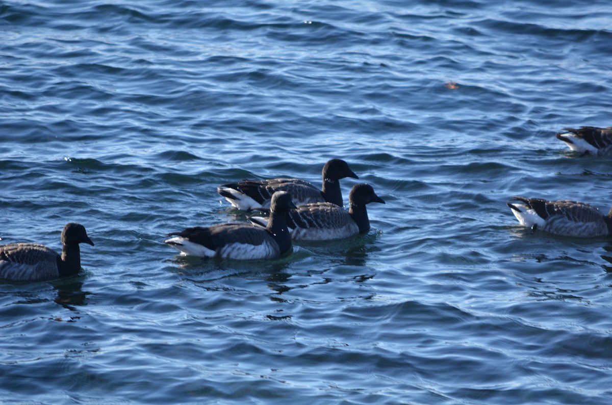 Brant (Pale-bellied) - ML646601579