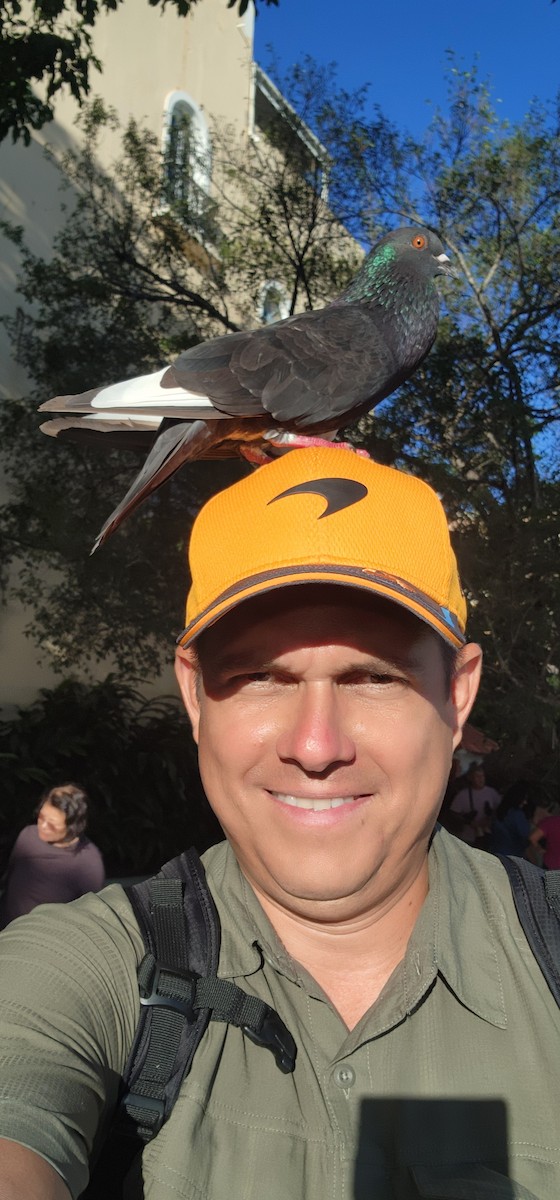 Rock Pigeon (Feral Pigeon) - ML646601582