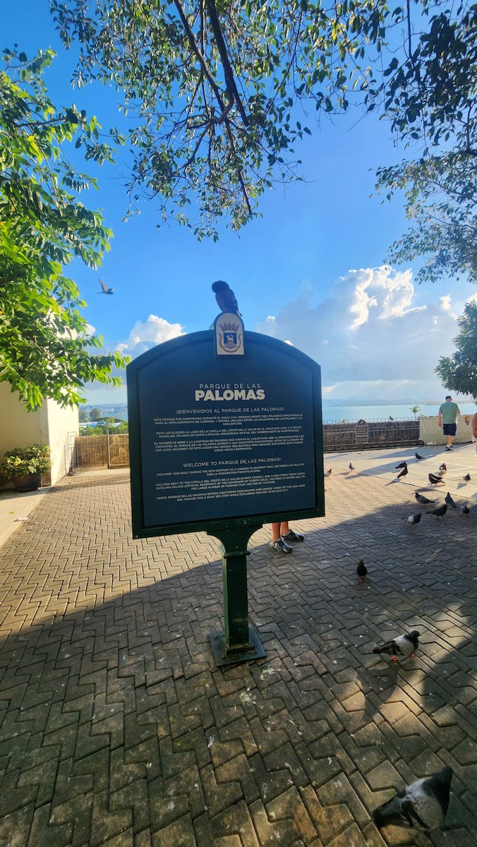 Rock Pigeon (Feral Pigeon) - ML646601584