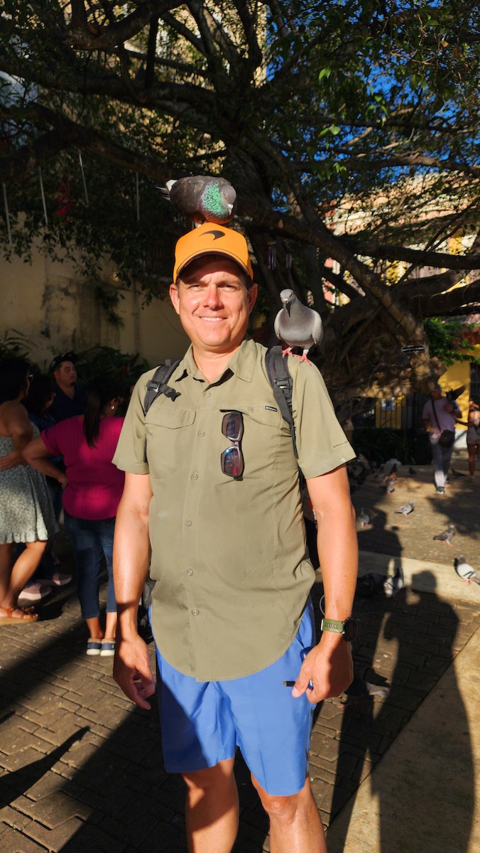 Rock Pigeon (Feral Pigeon) - ML646601585